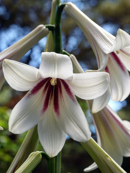 Cardiocrinum giganteum