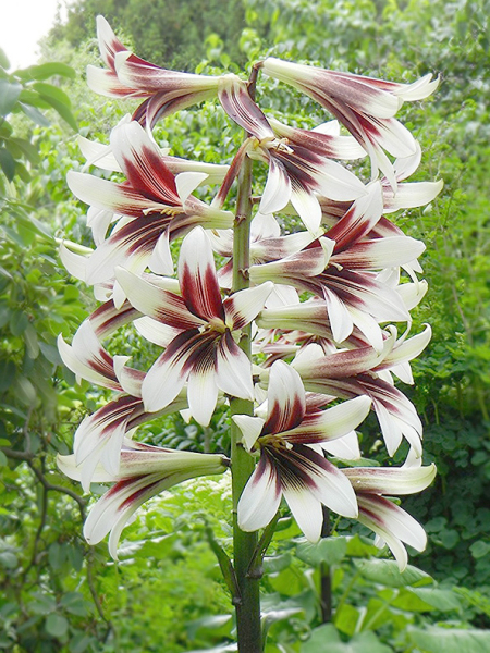 Cardiocrinum giganteum