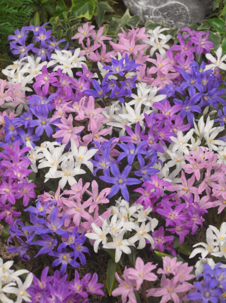 Chionodoxa mixed