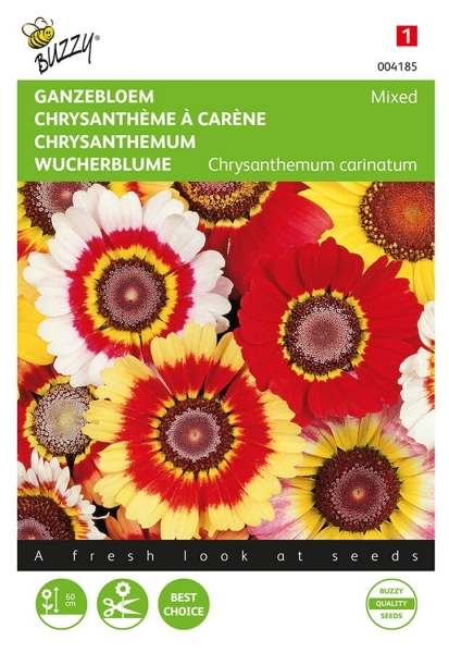 Chrysanthemum mixed