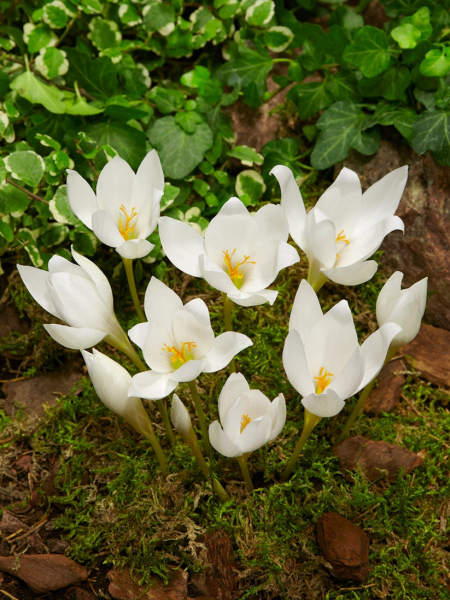 Colchicum album speciosum