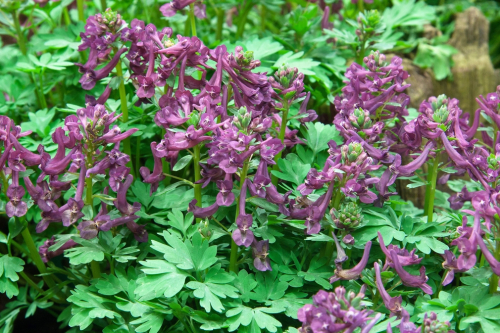 Corydalis solida purple bird