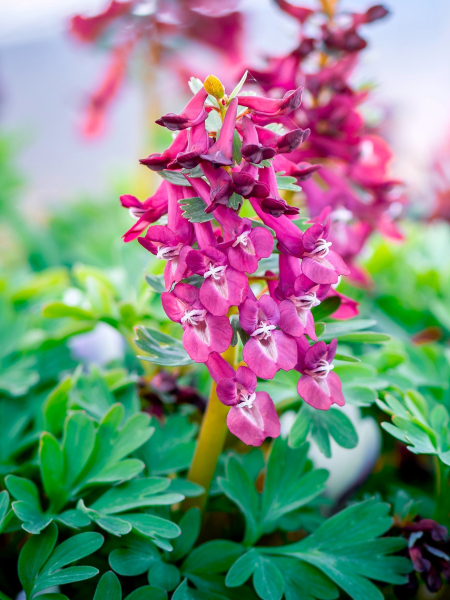 Corydalis solida purple bird