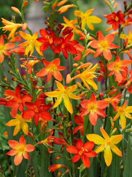 Crocosmia small flowering mixed