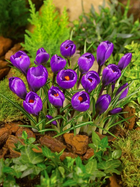 Flower record a grandes fleurs