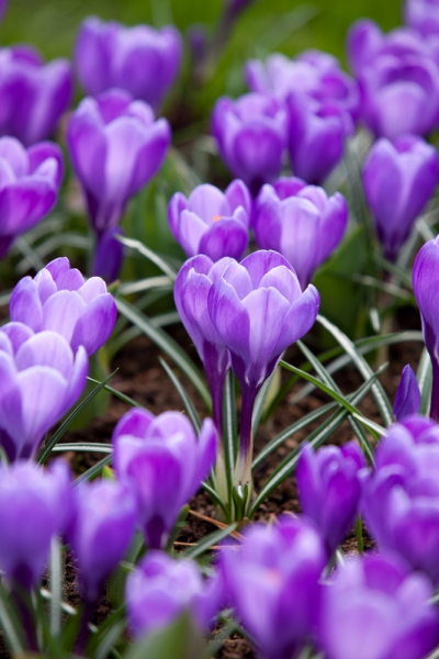 Flower record a grandes fleurs