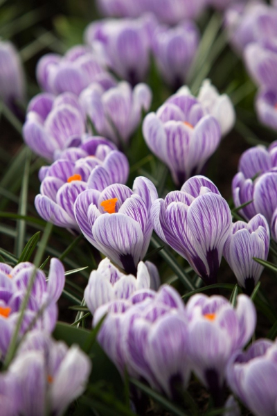 Pickwick raye a grandes fleurs