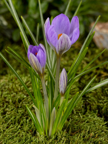 Zwanenburg etruscus