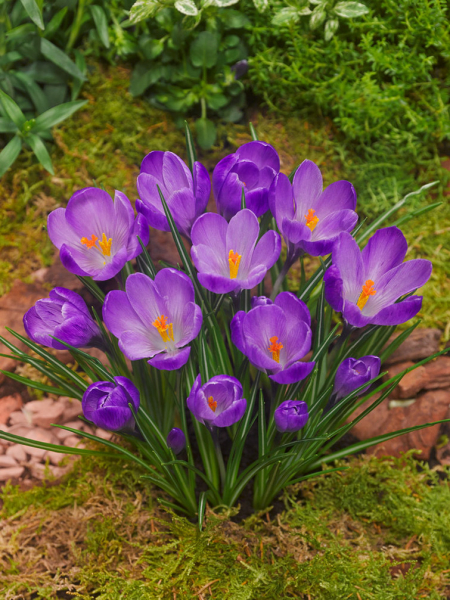 Remembrance a grandes fleurs