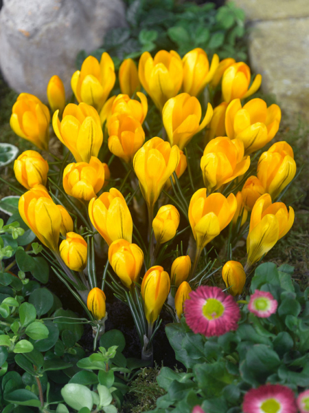 Geel grootbloemig