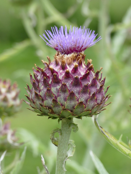 Cynara scolymus - artichoke