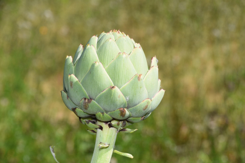 Cynara scolymus - karczoch