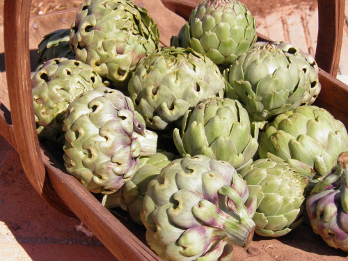 Cynara scolymus - karczoch