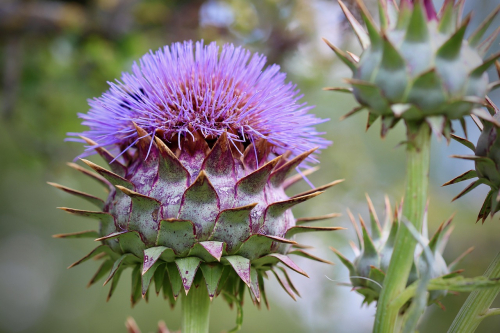 Cynara scolymus - karczoch
