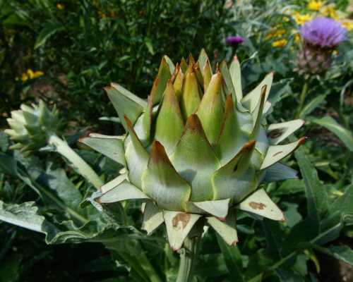 Cynara scolymus - karczoch