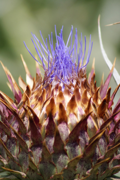 Cynara scolymus - karczoch