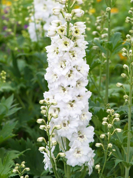 Delphinium magic fountains pure white