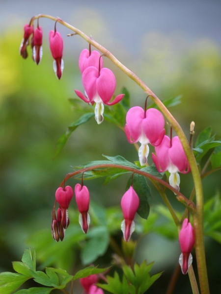 Dicentra spectabilis