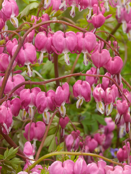 Dicentra spectabilis