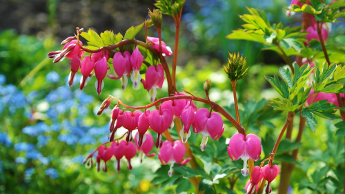 Dicentra spectabilis