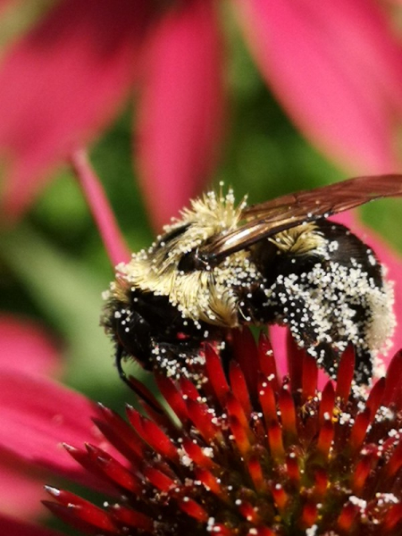 Echinacea cheyenne spirit