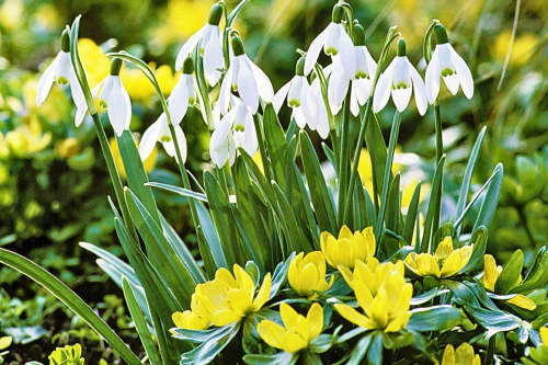 Eranthis cilicica