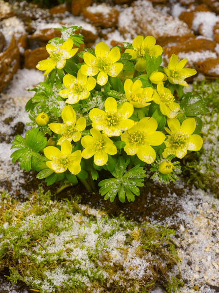 Eranthis cilicica