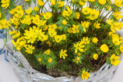 Eranthis cilicica