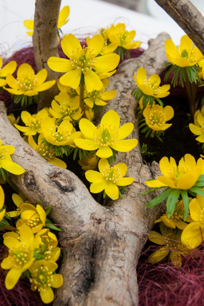 Eranthis cilicica