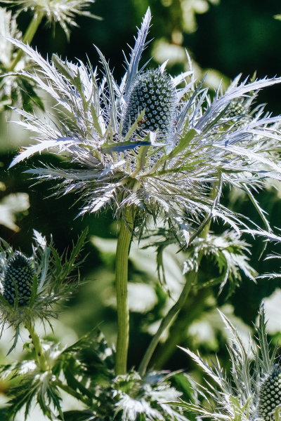 Eryngium alpinum