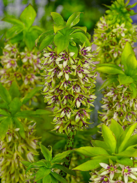 Eucomis bicolor