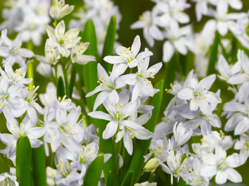Scilla mischt. tubergeniana