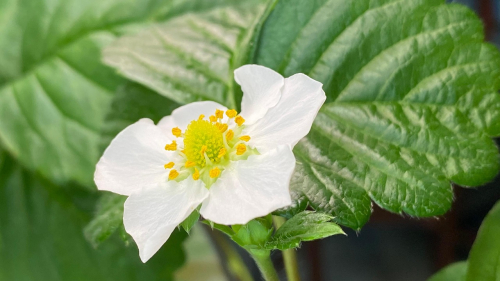 Fragaria darselect (truskawka)