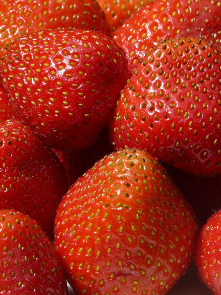 Fragaria darselect (truskawka)