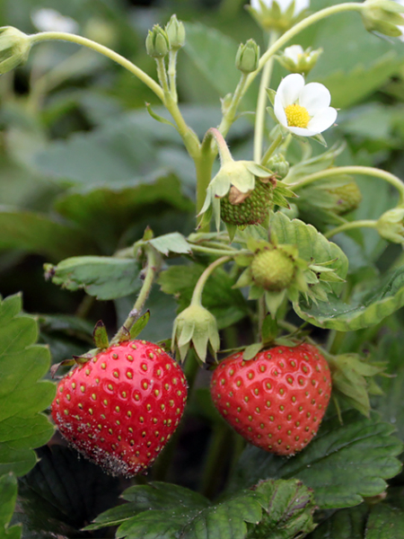 Fragaria mara des bois (strawberry)