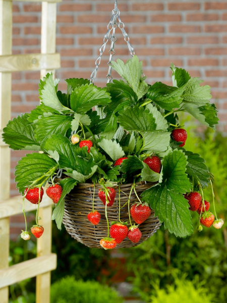 Fragaria elsanta (strawberry)