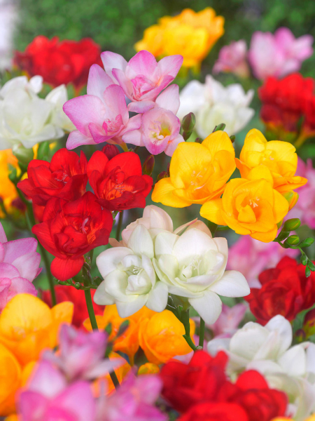 Freesia doppelt mischung