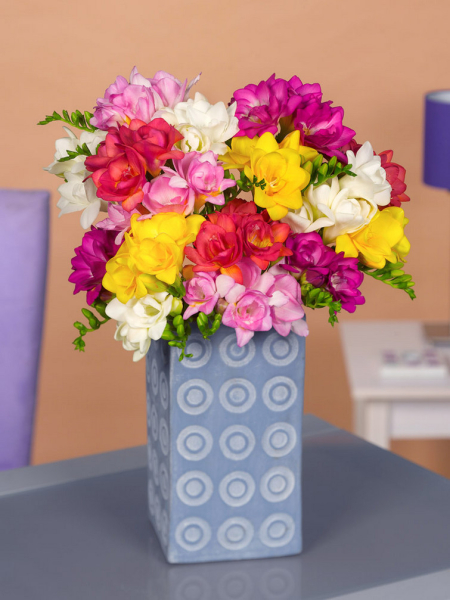 Freesia doppelt mischung