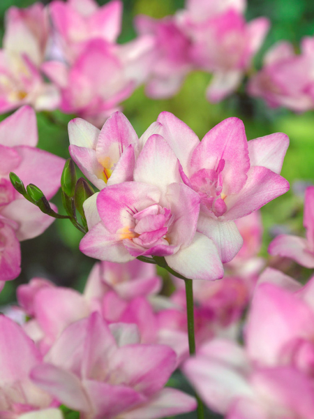 Freesia dubbel roze