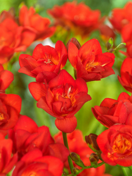 Freesia double red