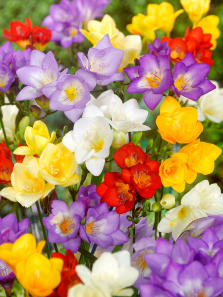 Freesia einfach mischung
