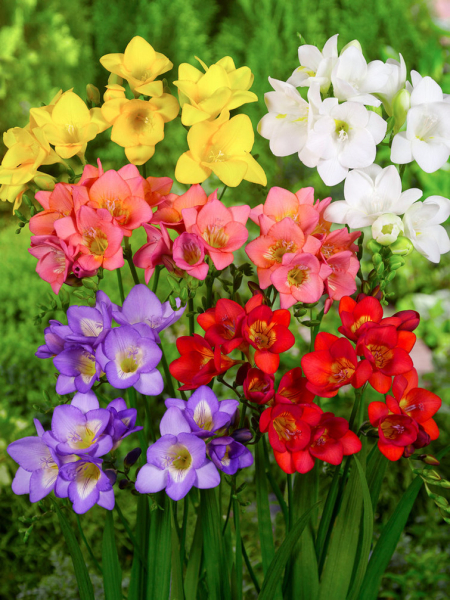 Freesia einfach mischung