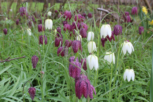 Fritillaria meleagris gemengd