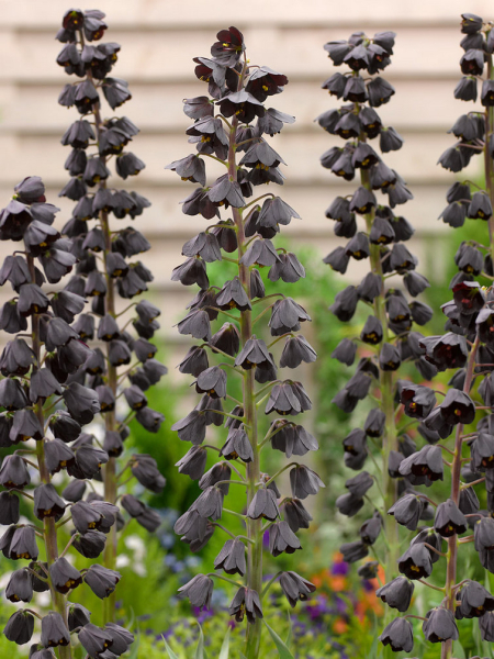 Fritillaria persica adiyaman