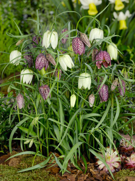 Fritillaria meleagris gemengd
