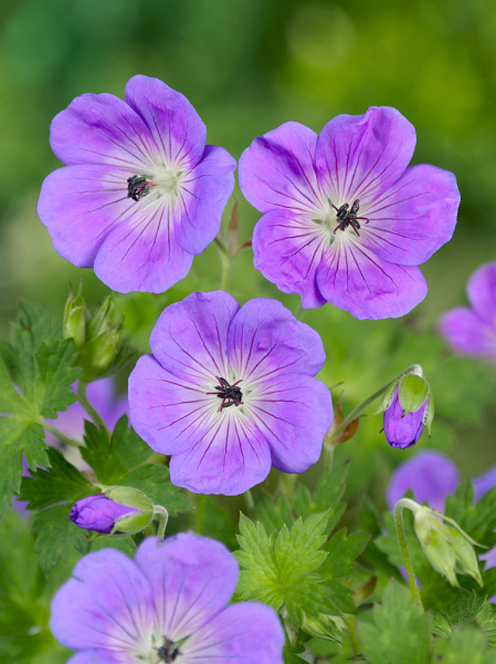 Geranium himalayense