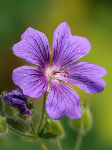 Geranium himalayense