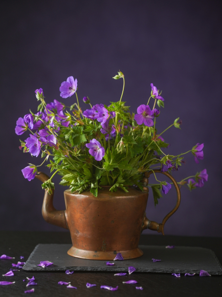 Geranium himalayense