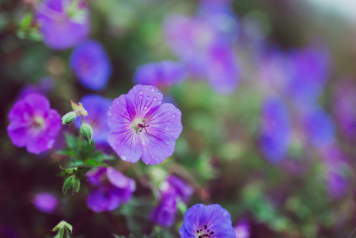 Geranium himalayense