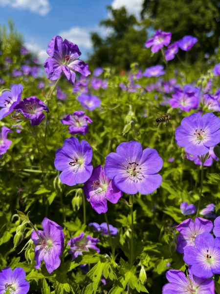 Geranium himalayense